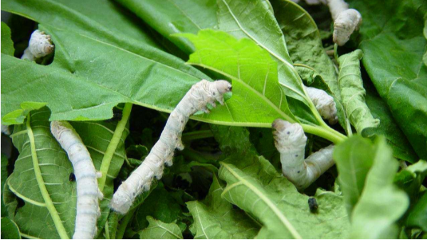 蠶室的除濕機(jī)要怎么選擇？